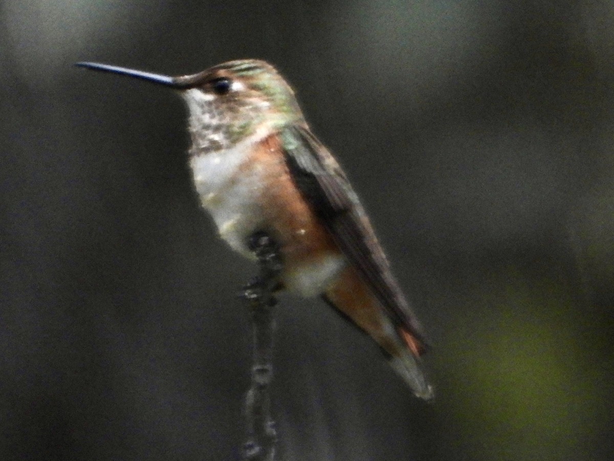 Trochilidae sp. - ML642405472
