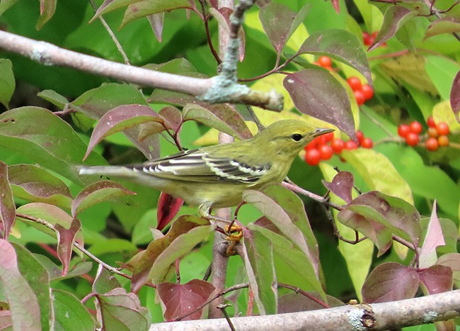Blackpoll Warbler - ML642405473