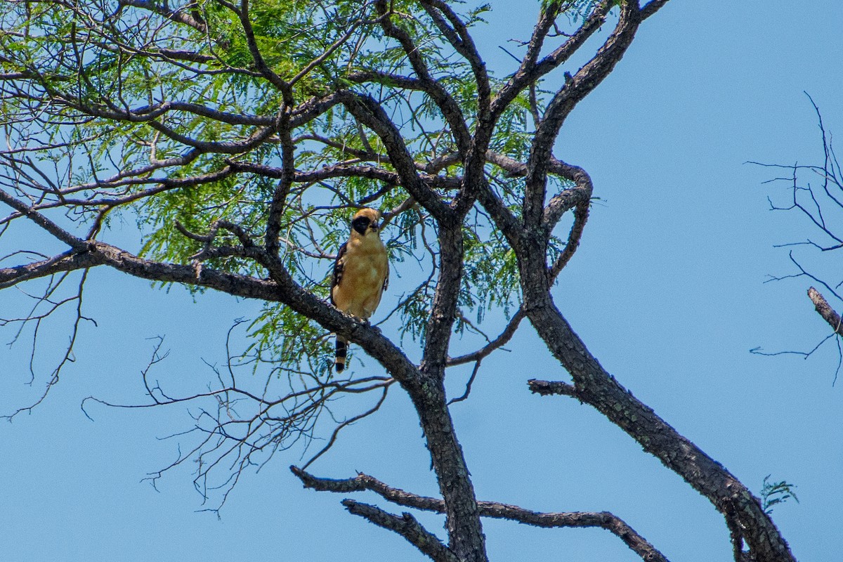Laughing Falcon - ML642405474