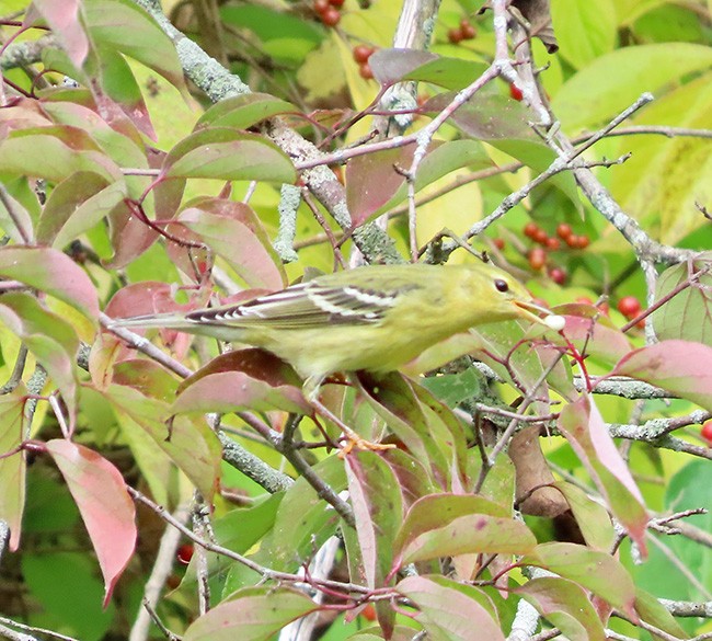 Blackpoll Warbler - ML642405477