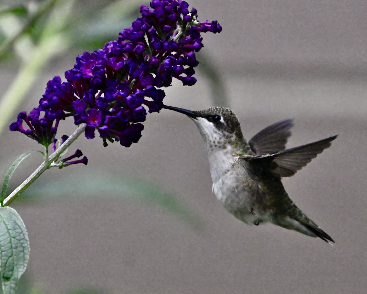 Ruby-throated Hummingbird - ML642405479
