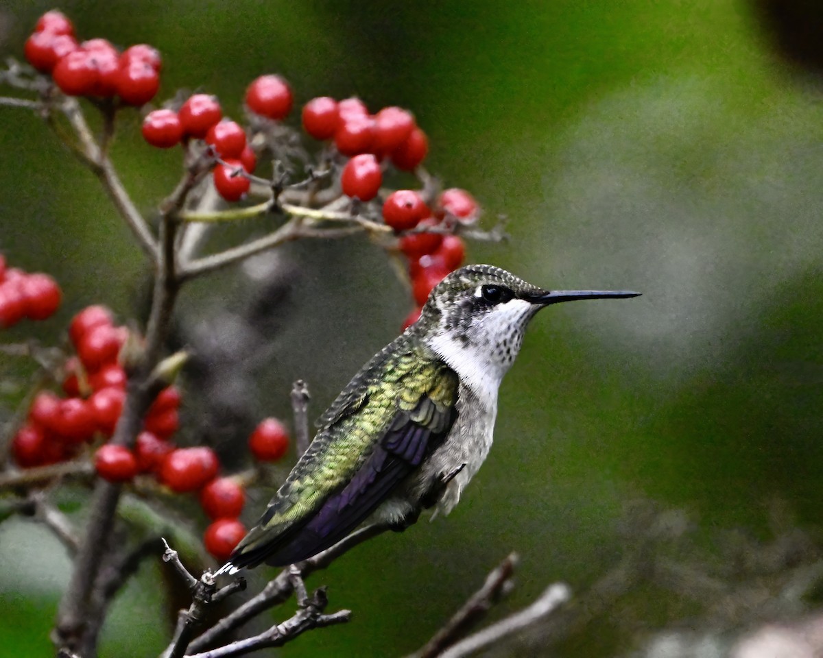 Ruby-throated Hummingbird - ML642405482