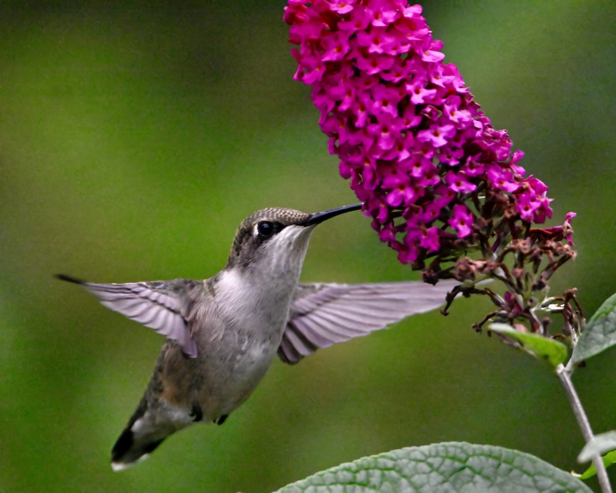 Ruby-throated Hummingbird - ML642405483