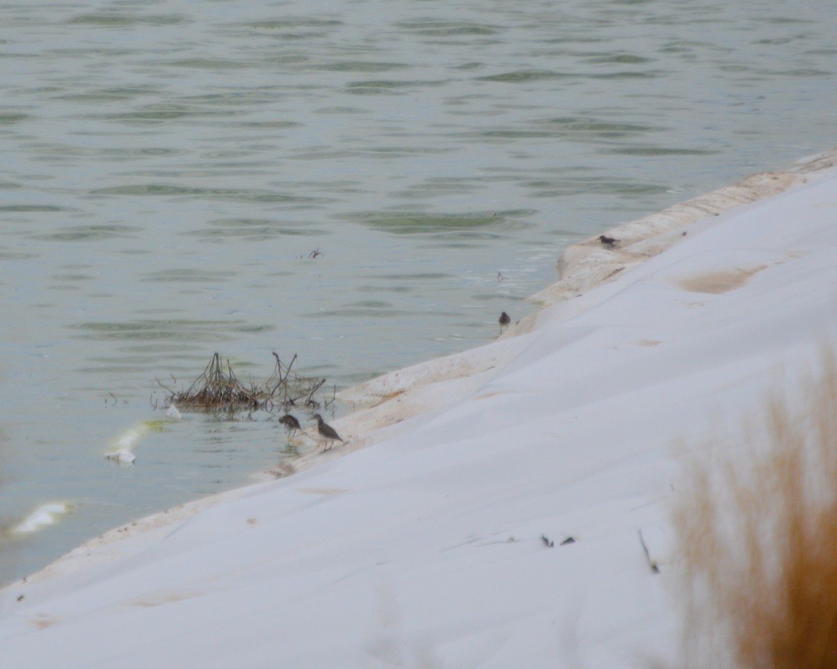 Solitary Sandpiper - Michelle Brock