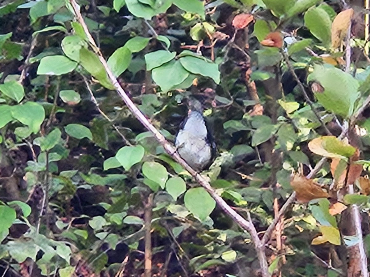 Black-throated Blue Warbler - ML642405520