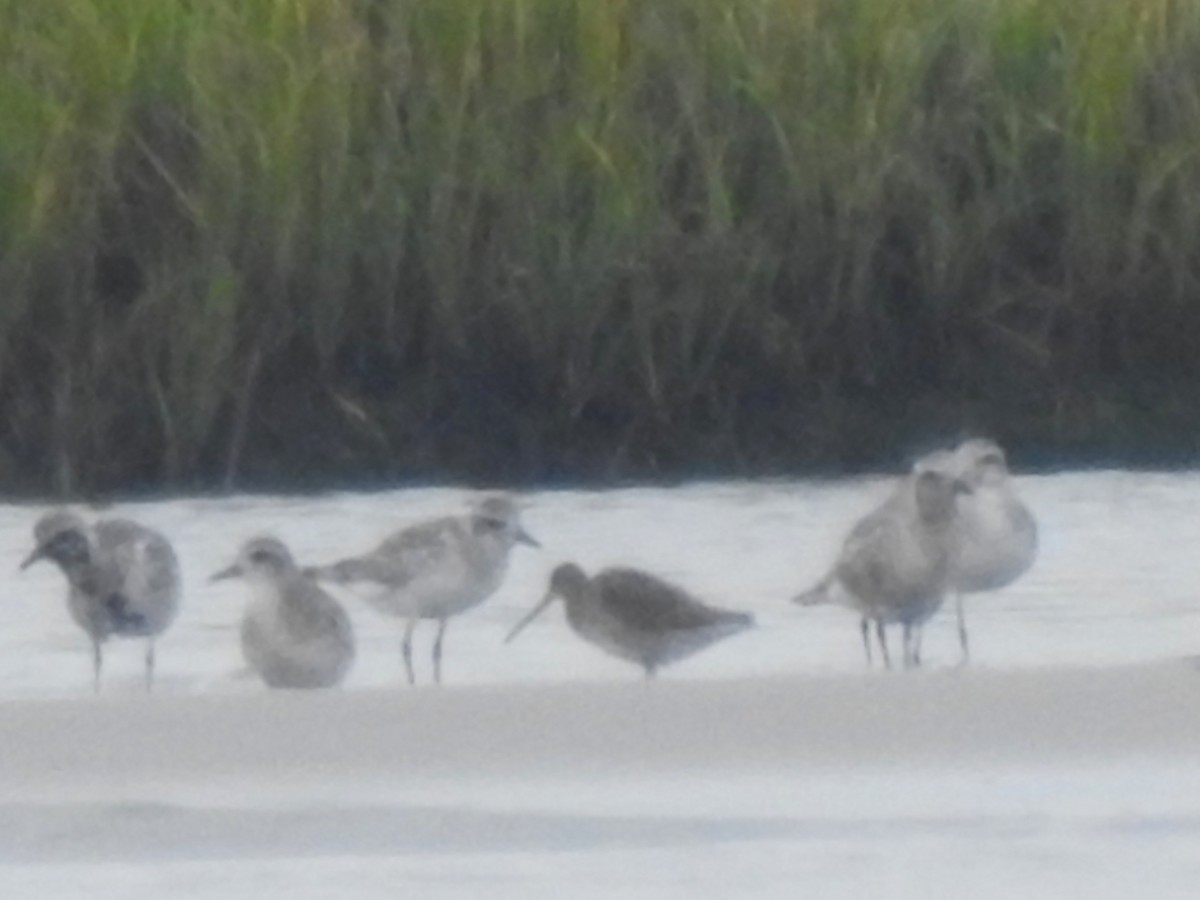 Short-billed/Long-billed Dowitcher - ML642405560