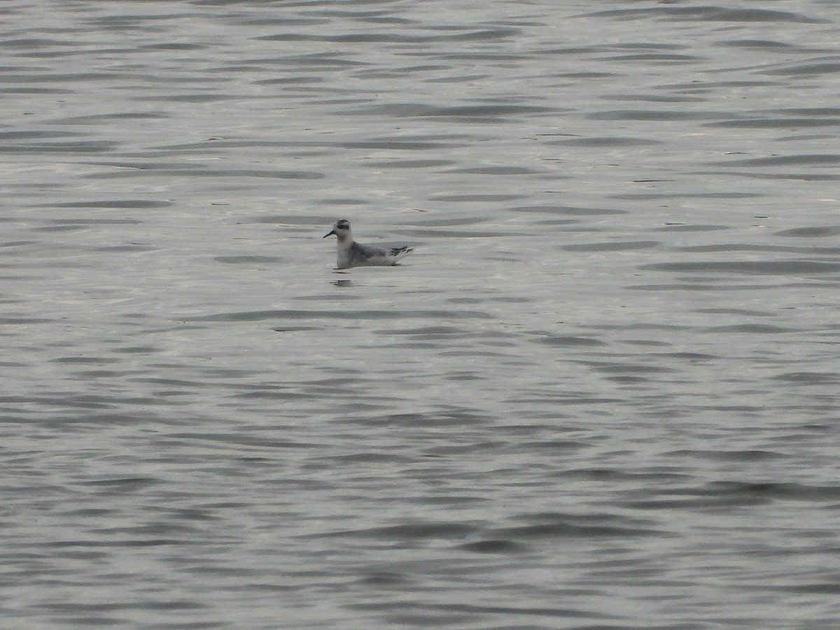 Phalarope à bec large - ML642405566