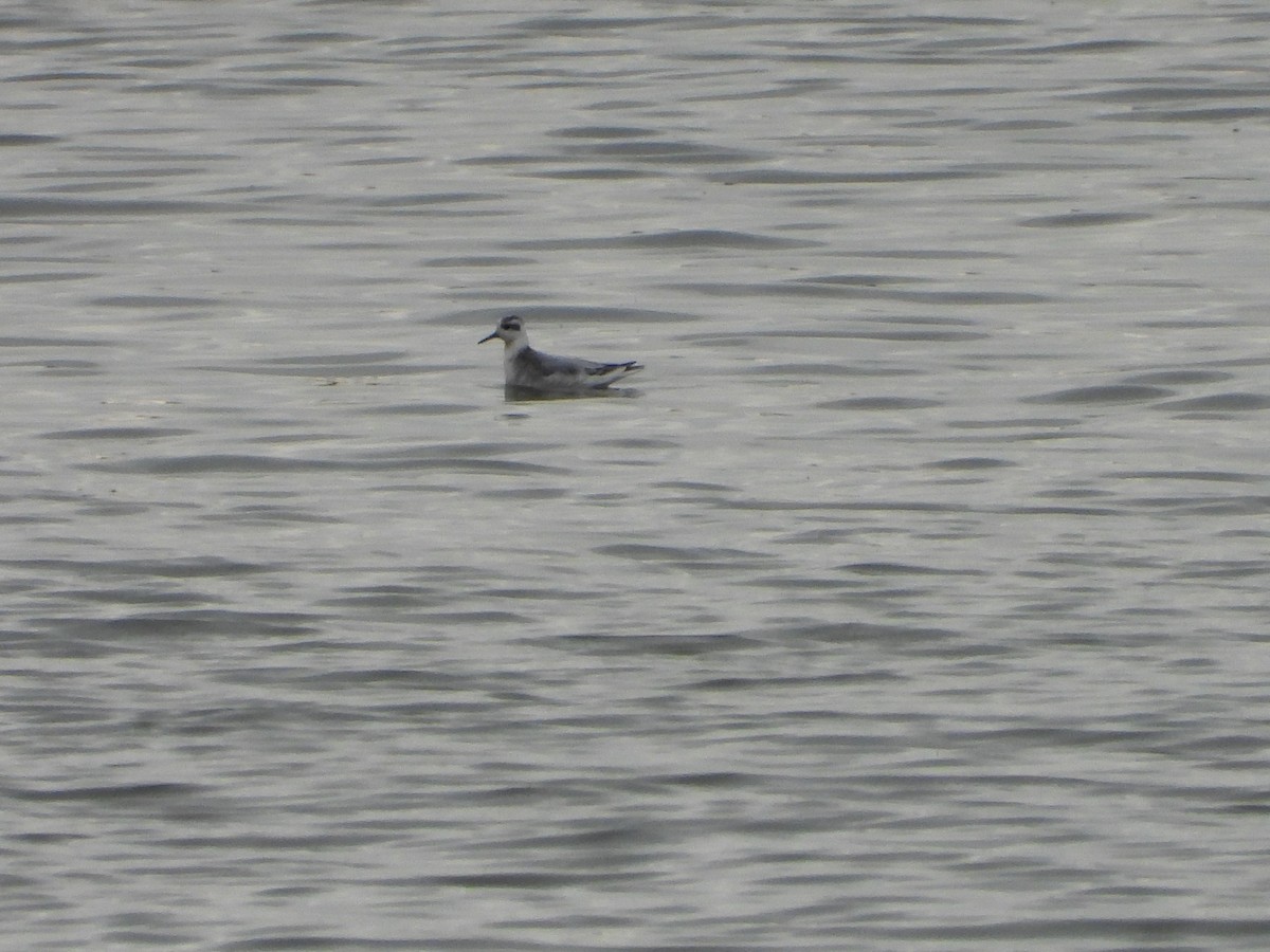 Phalarope à bec large - ML642405567
