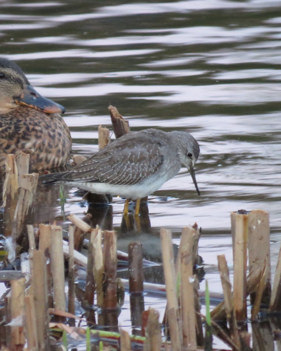 Lesser Yellowlegs - ML642405569