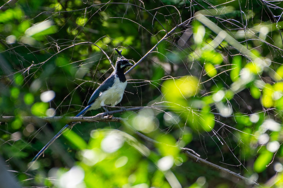 Black-throated Magpie-Jay - ML642405571
