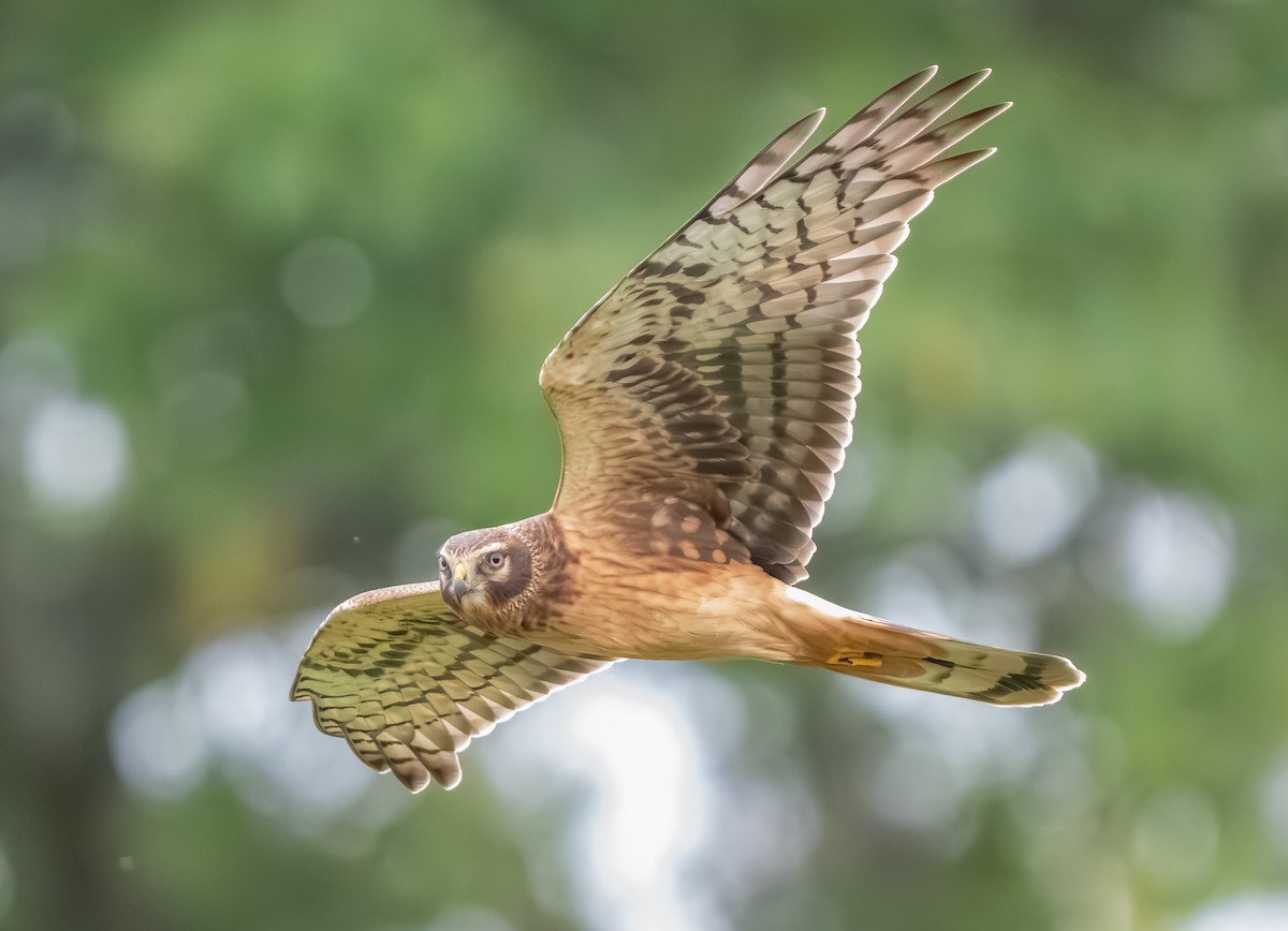 Northern Harrier - ML642405576