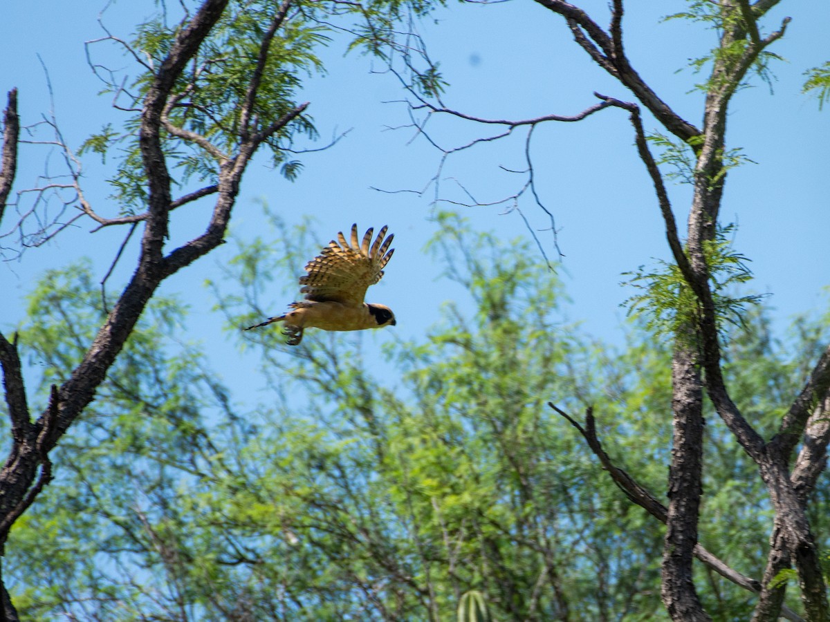 Laughing Falcon - ML642405581