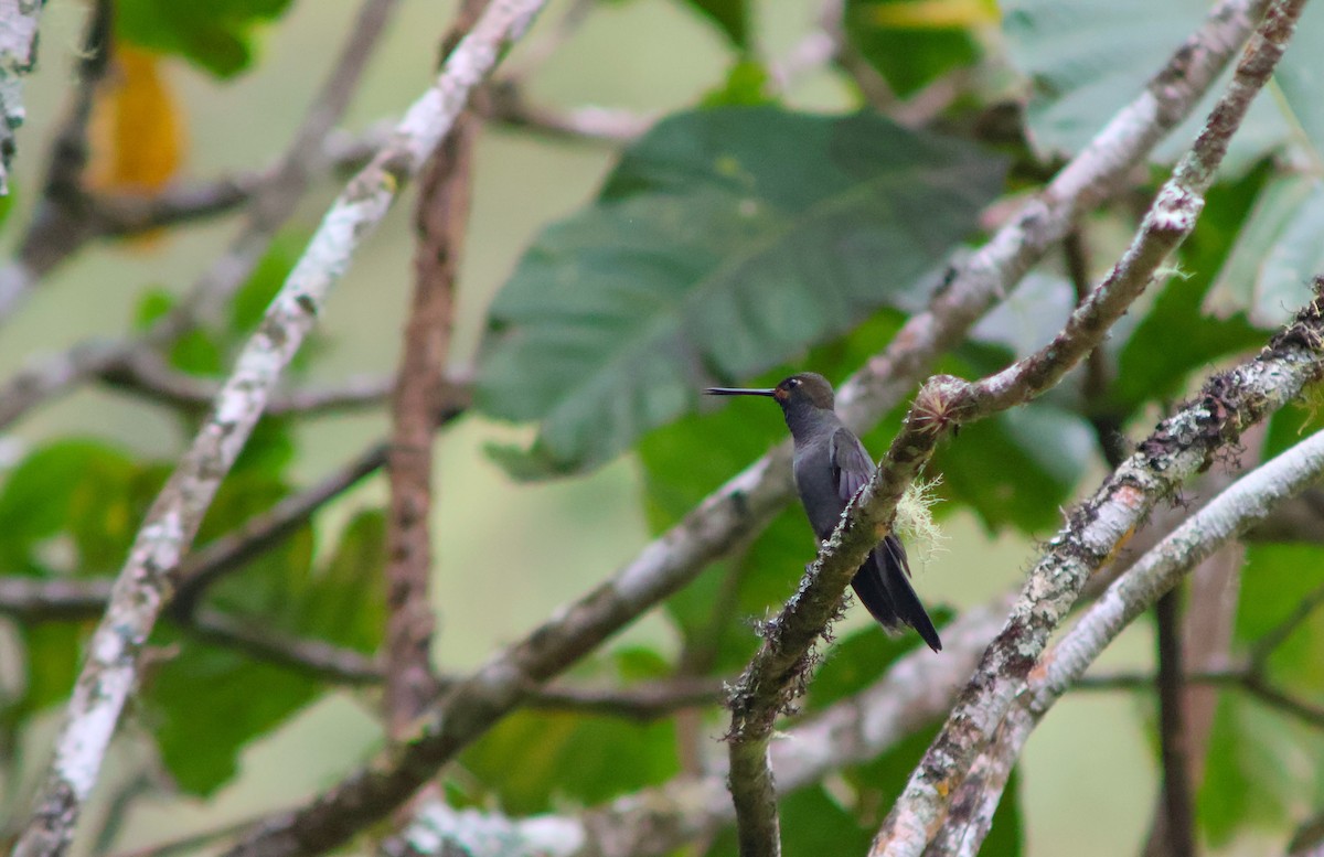 Rufous-gaped Hillstar - ML642405585