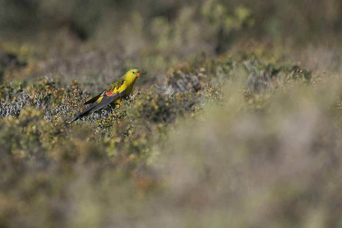 Regent Parrot - ML642405594