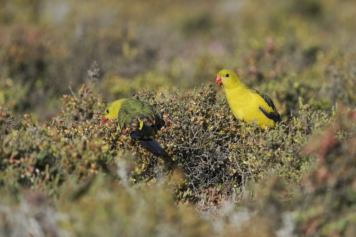 Regent Parrot - ML642405595