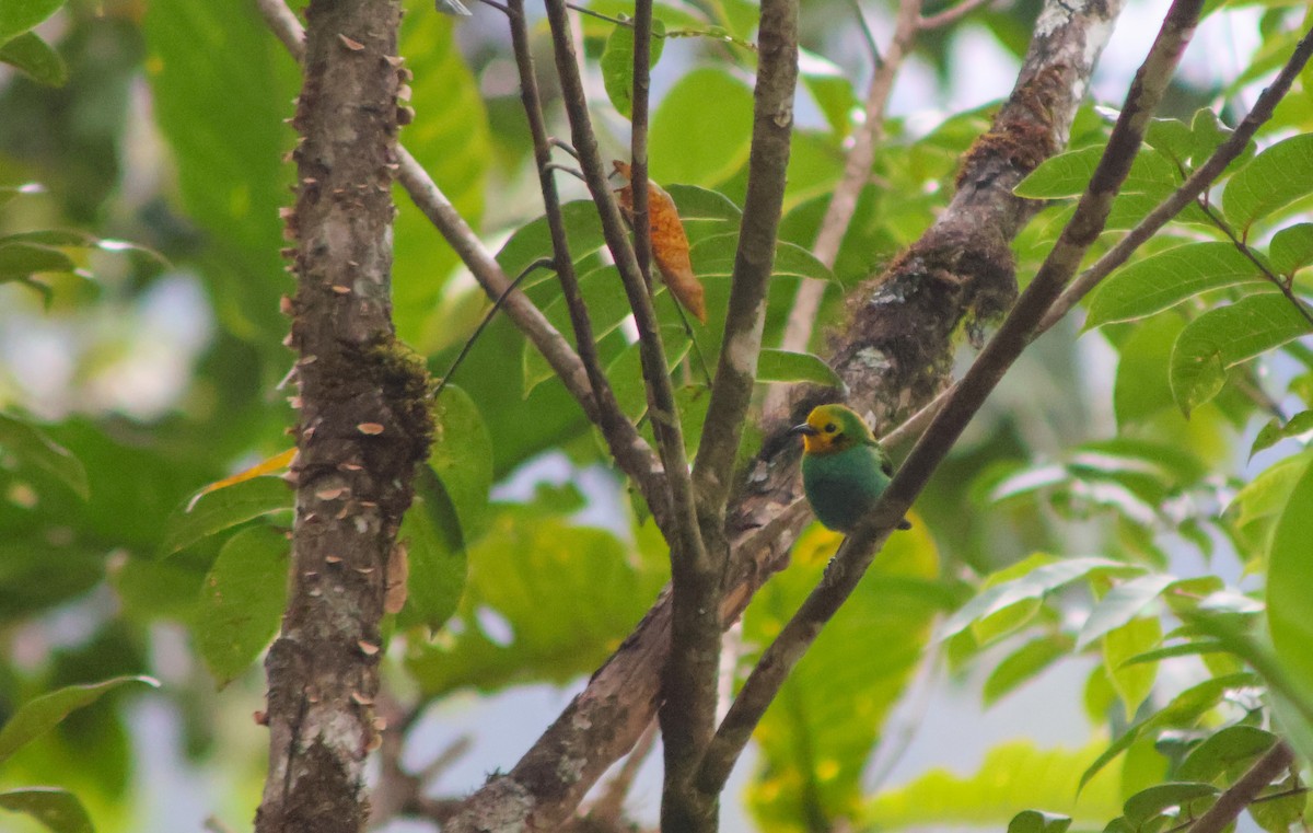 Multicolored Tanager - ML642405596