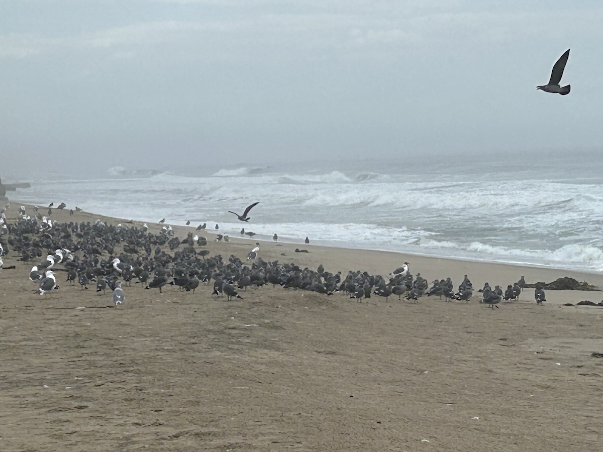 Heermann's Gull - ML642405597