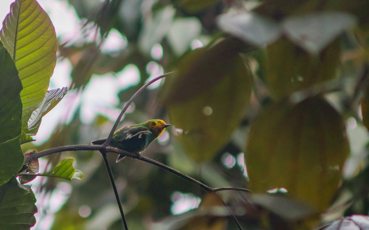Multicolored Tanager - ML642405598