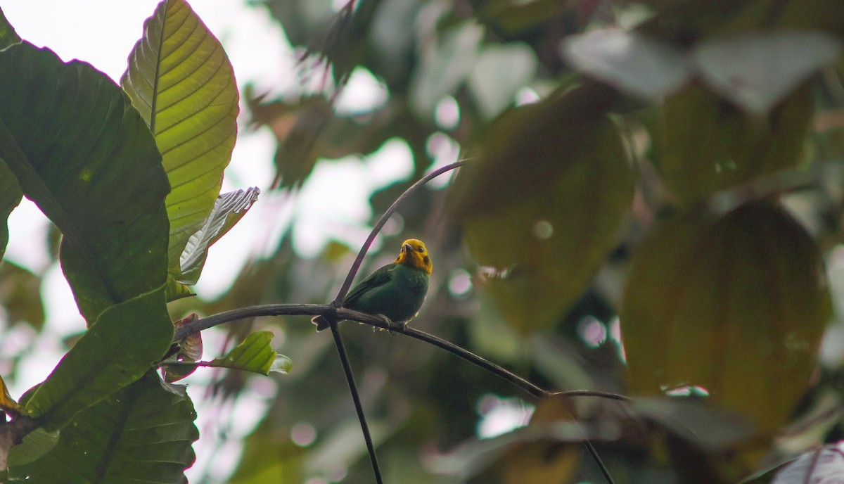 Multicolored Tanager - ML642405599