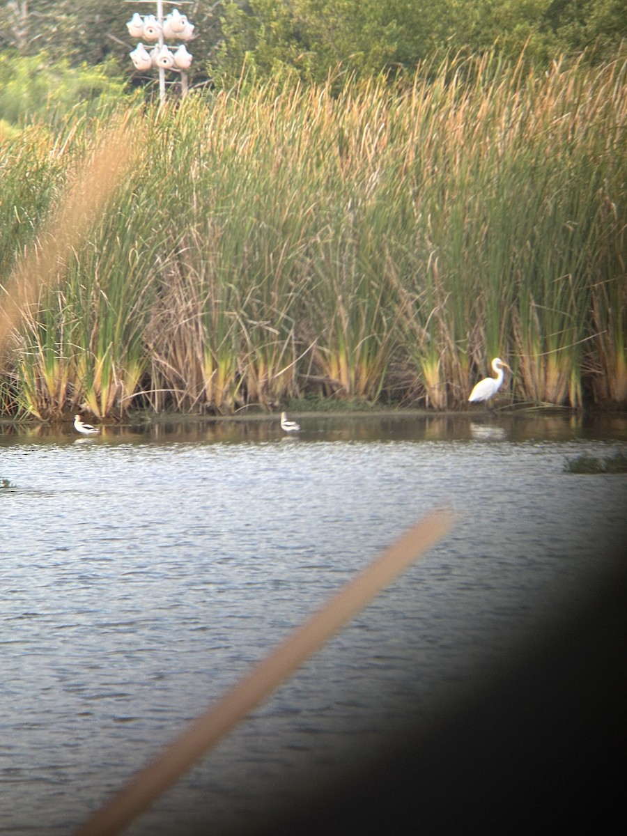 American Avocet - ML642405603