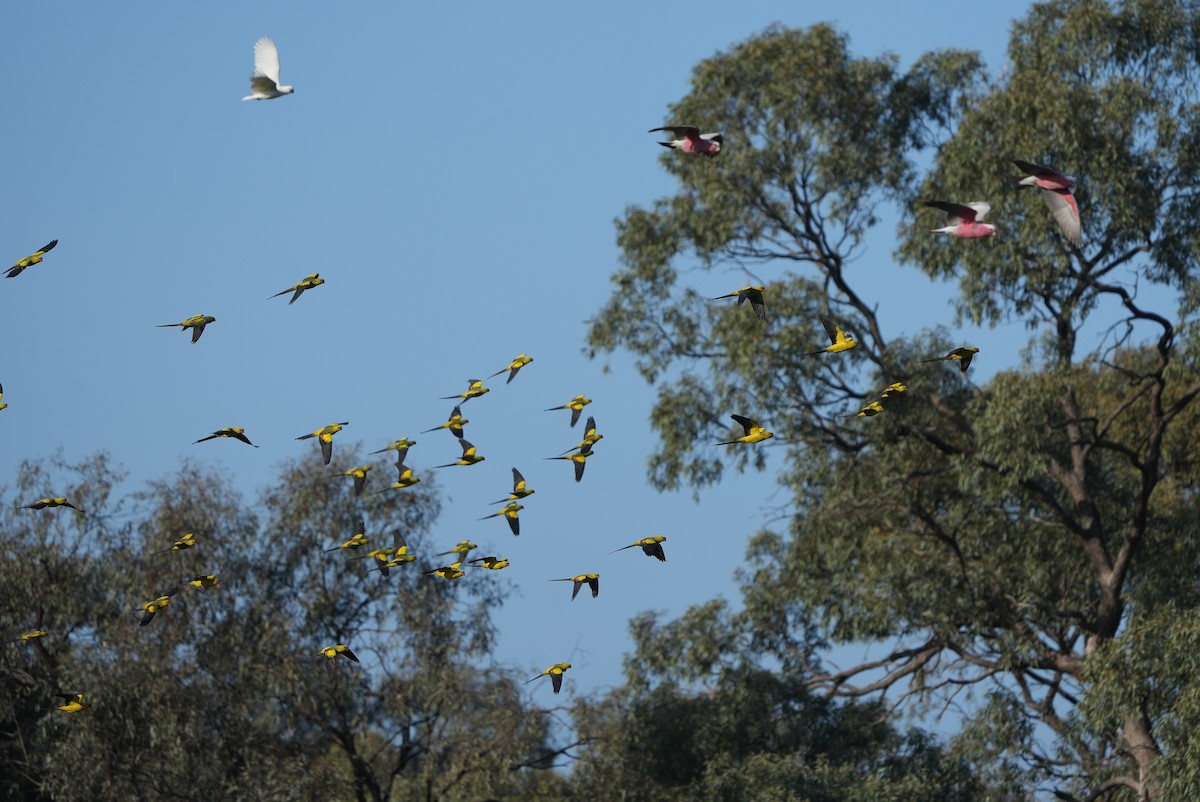 Regent Parrot - ML642405647