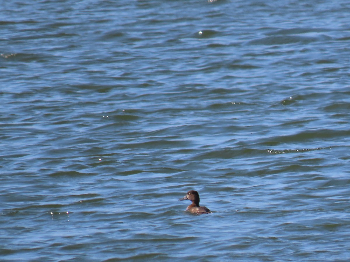 Greater Scaup - ML642405661
