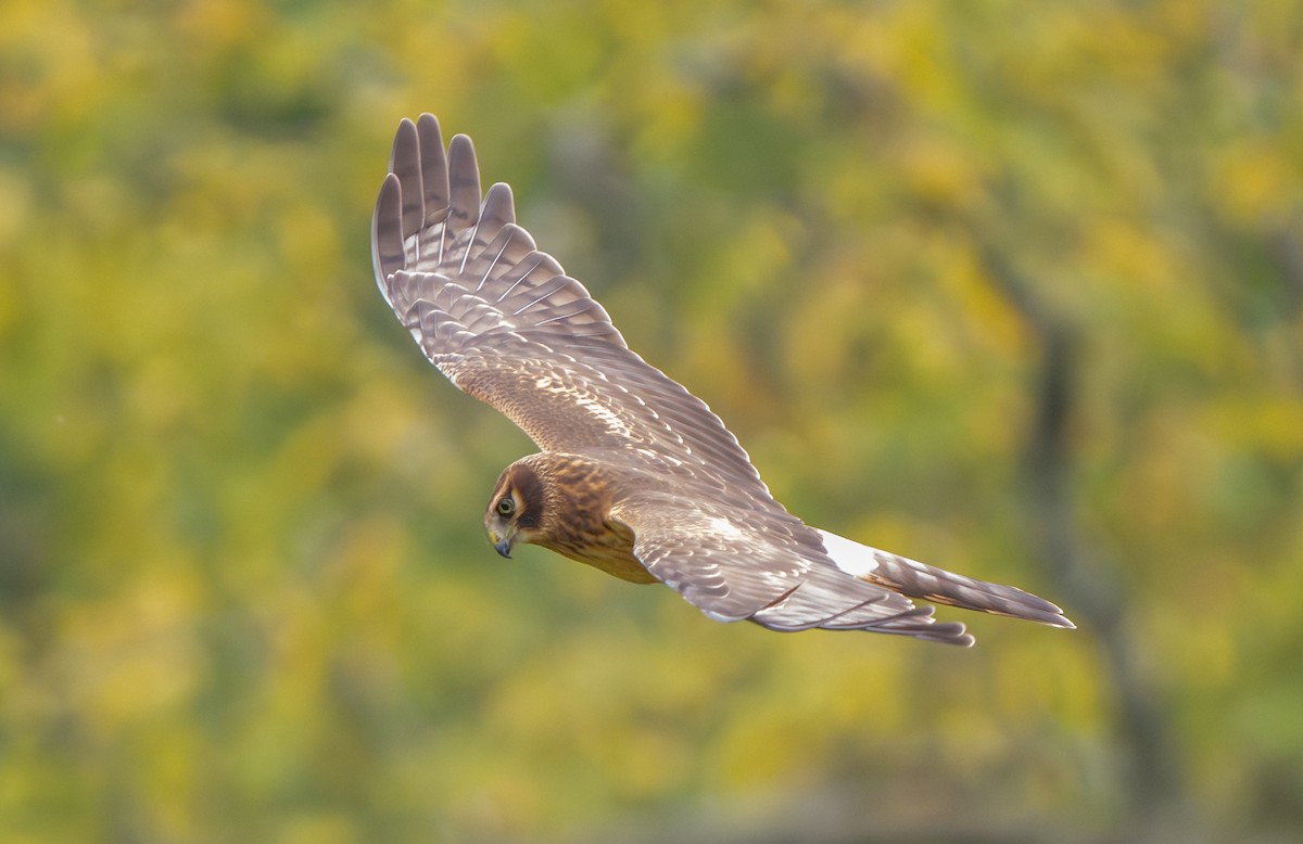 Northern Harrier - ML642405666