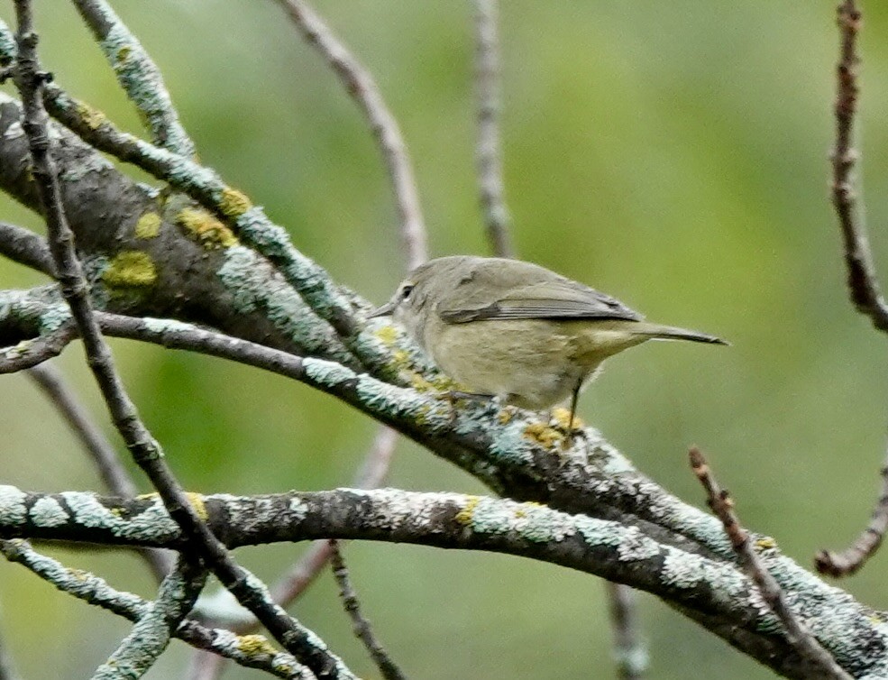 oransjekroneparula - ML642405683