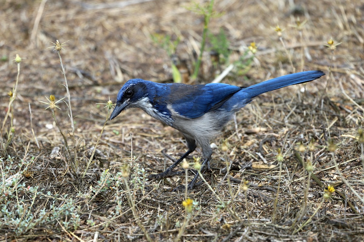 Island Scrub-Jay - ML642405718
