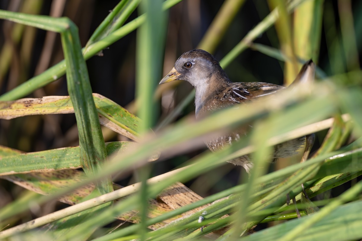 Sora - ML642405724