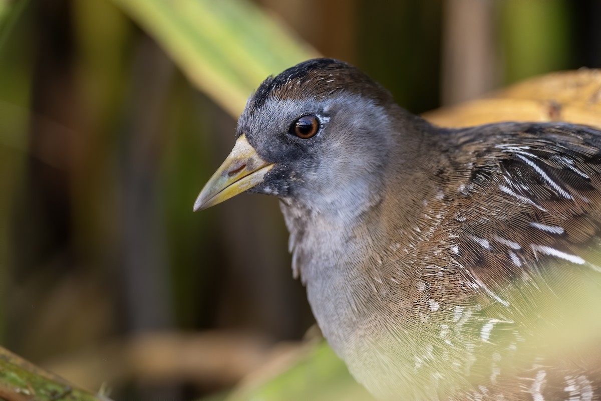 Sora - ML642405725
