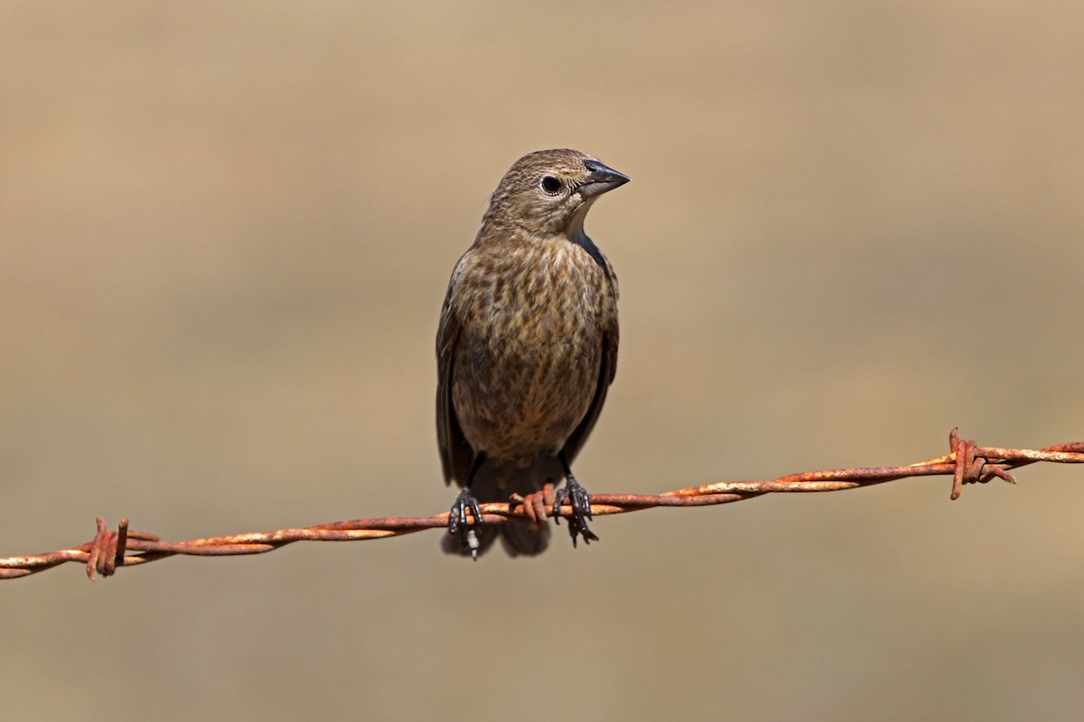 Brown-headed Cowbird - ML642405733