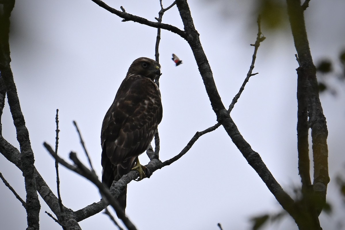 Broad-winged Hawk - ML642405739