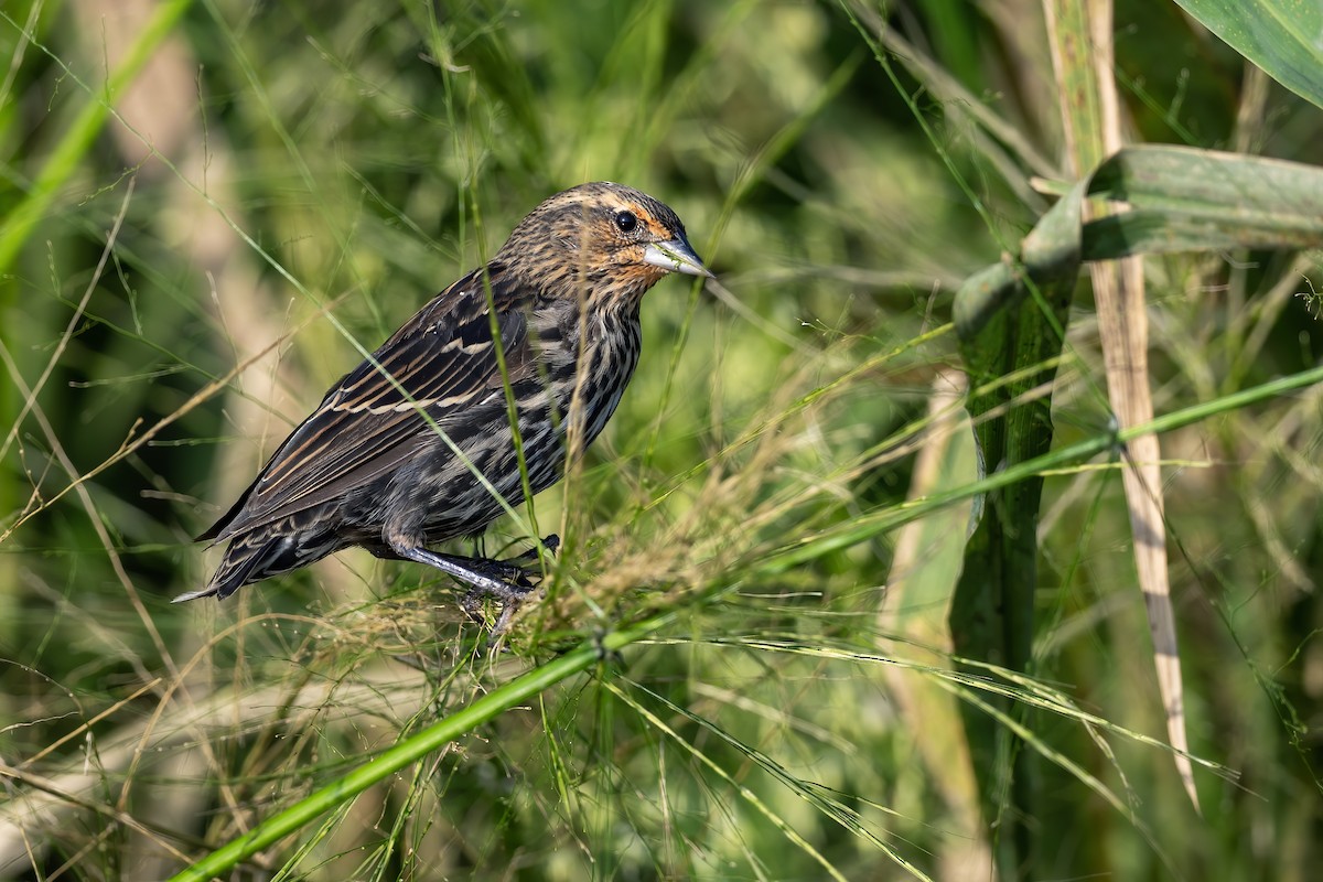 Red-winged Blackbird - ML642405740