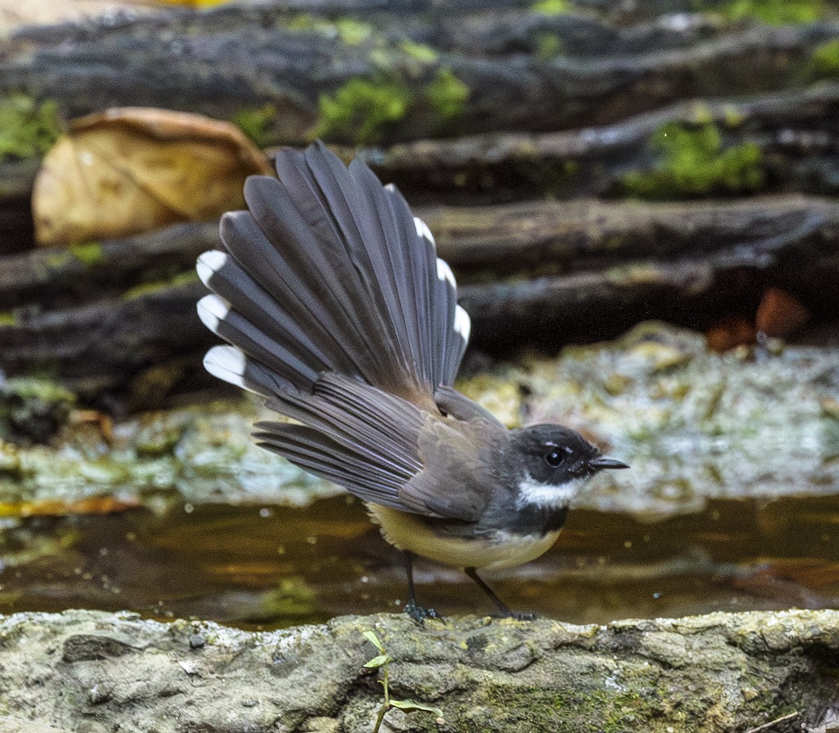 Malaysian Pied-Fantail - ML642405757