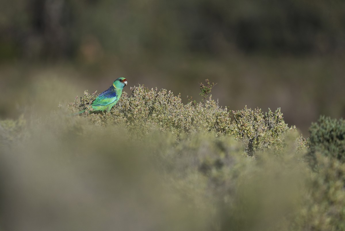 Australian Ringneck - ML642405759