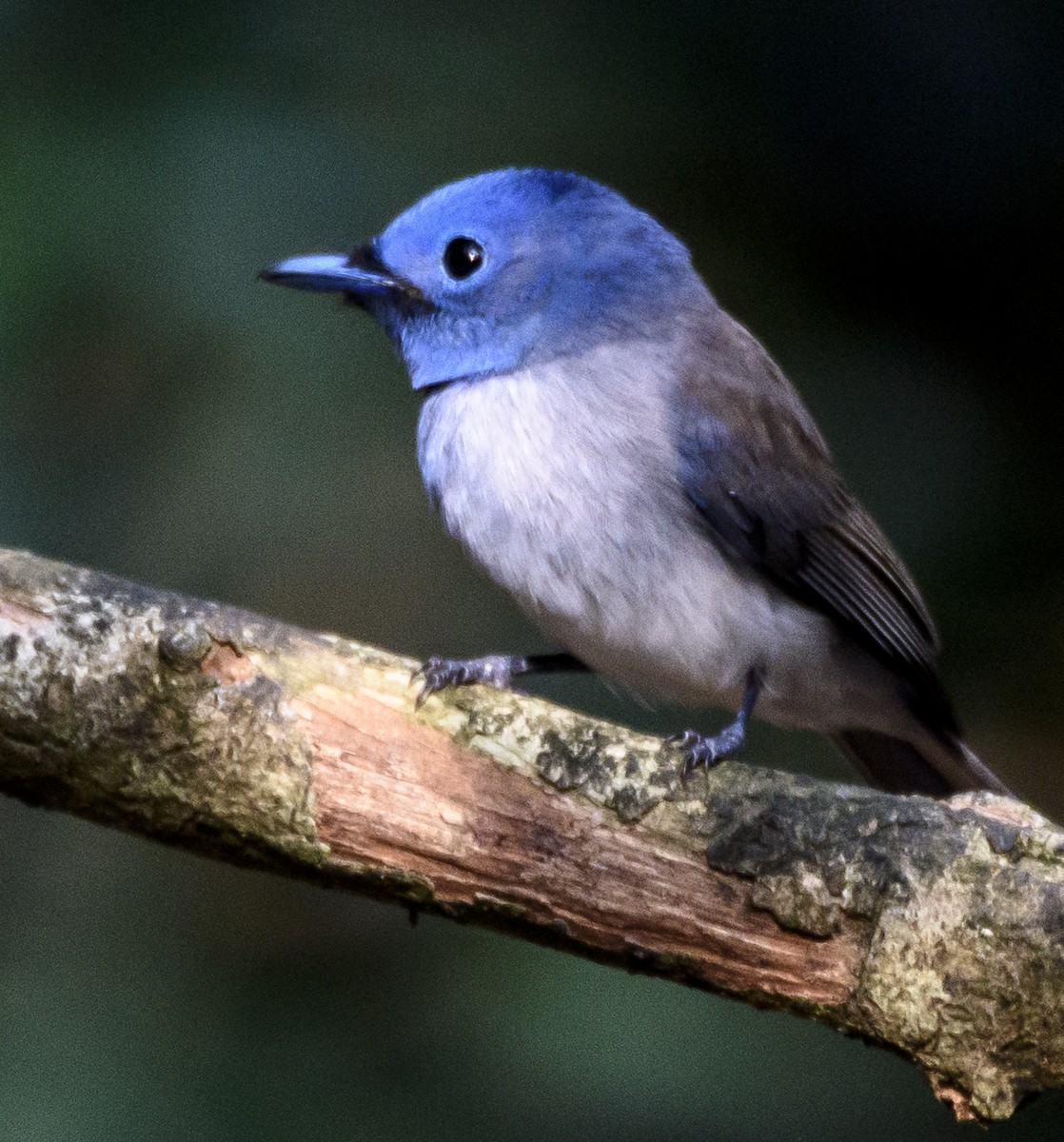 Black-naped Monarch - ML642405778