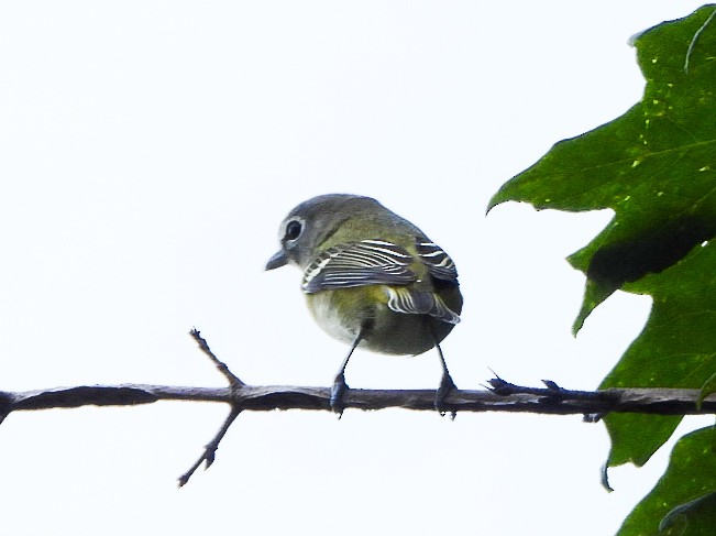 eremittvireo - ML642405801