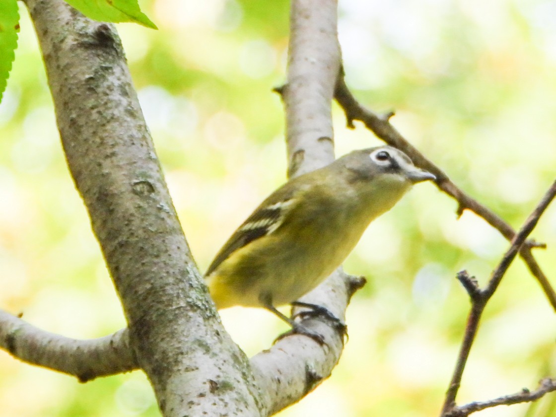eremittvireo - ML642405802