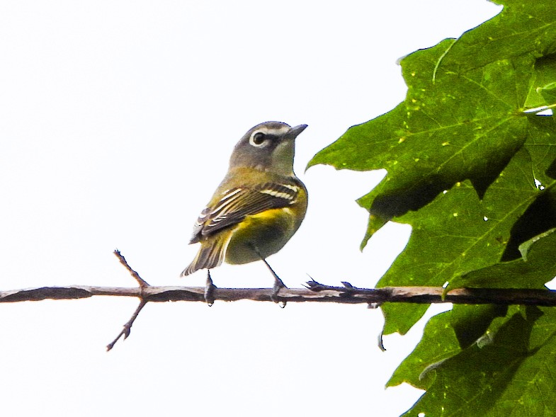 eremittvireo - ML642405803