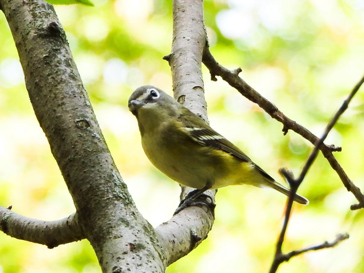 eremittvireo - ML642405804