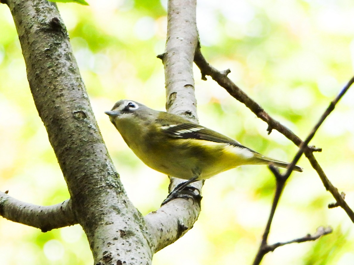 eremittvireo - ML642405805