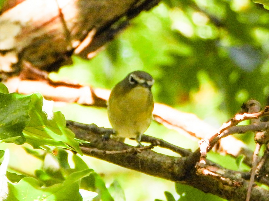 eremittvireo - ML642405807