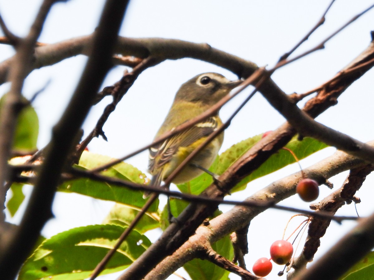 eremittvireo - ML642405808