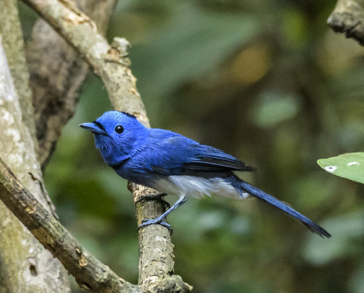Black-naped Monarch - ML642405812