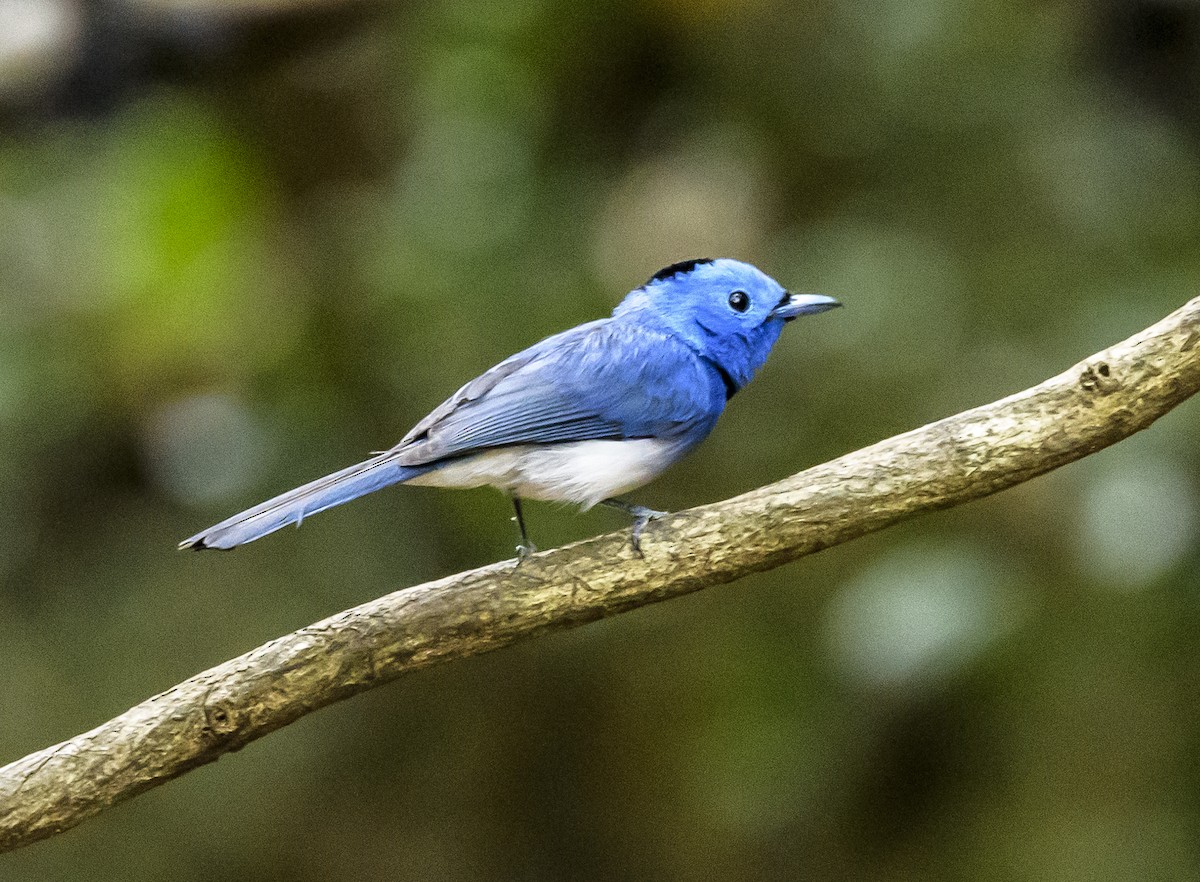 Black-naped Monarch - ML642405813