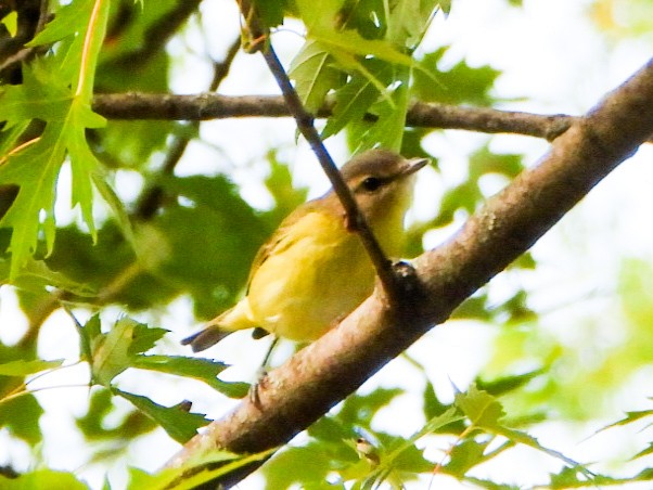 Philadelphia Vireo - ML642405818
