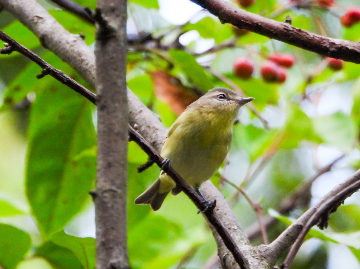 Philadelphia Vireo - ML642405819
