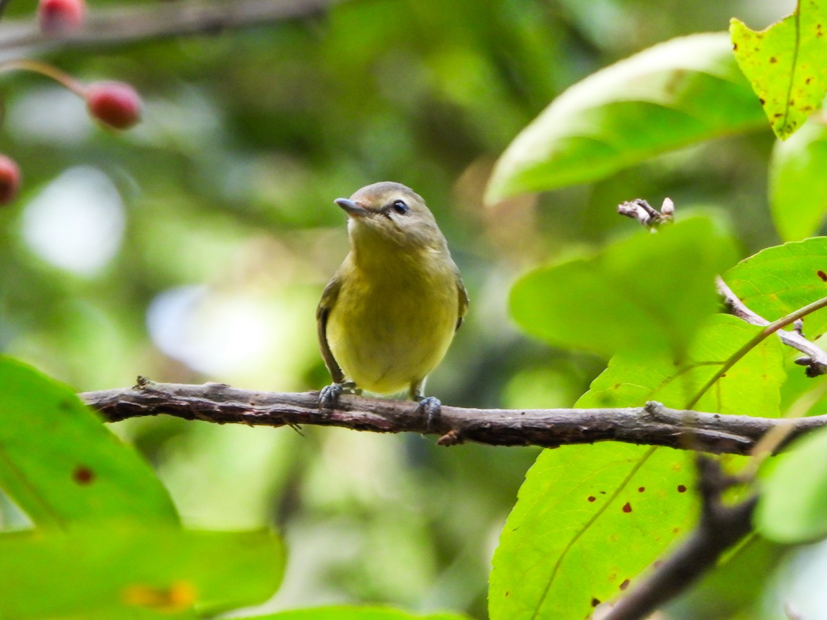 Philadelphia Vireo - ML642405820