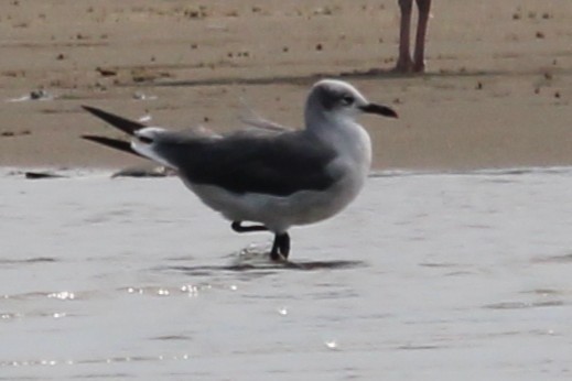 Aztekenmöwe - ML642405821